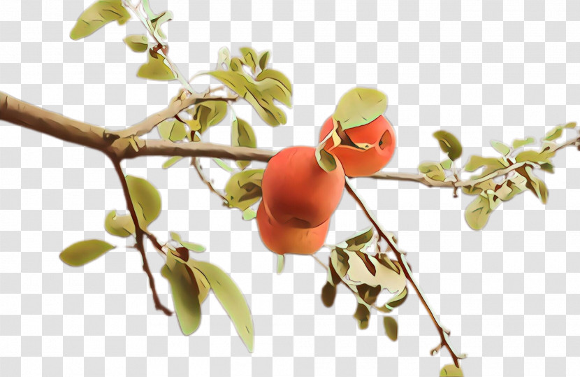 Plant Branch Flower Fruit Tree Transparent PNG