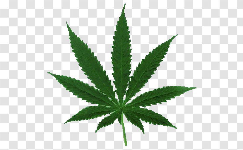 Cannabis Sativa Ruderalis Marijuana Medical - Plant Transparent PNG