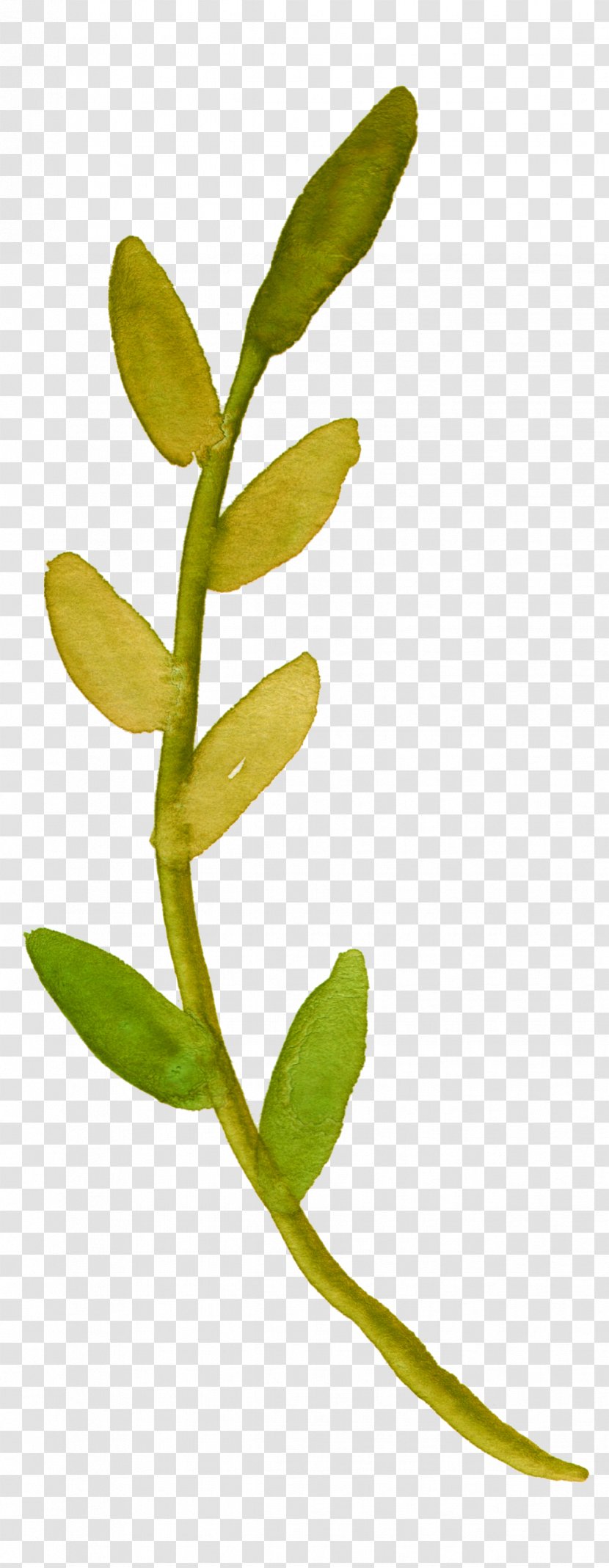 Watercolor Painting Plant Stem Flower Leaf Clip Art - Eucalyptus Transparent PNG