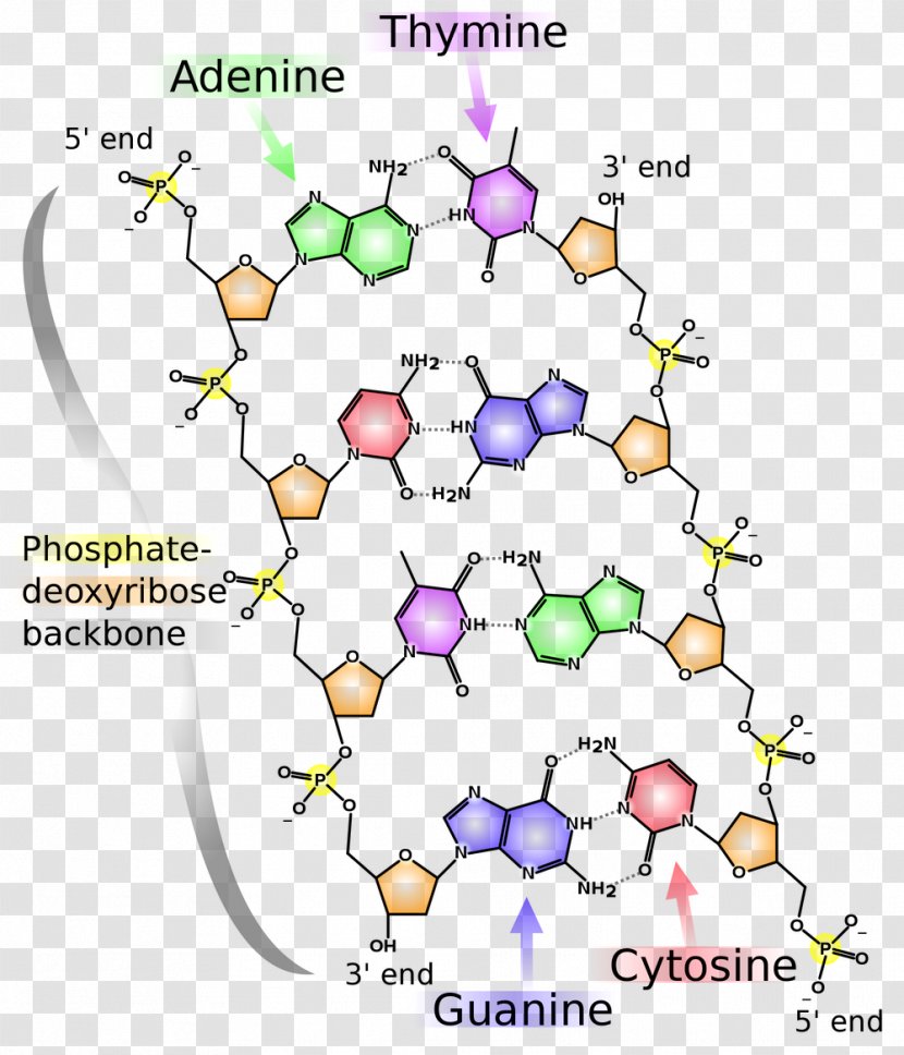 DNA Hydrogen Bond Molecular Structure Of Nucleic Acids: A For Deoxyribose Acid Double Helix - Complementarity - Dna Transparent PNG