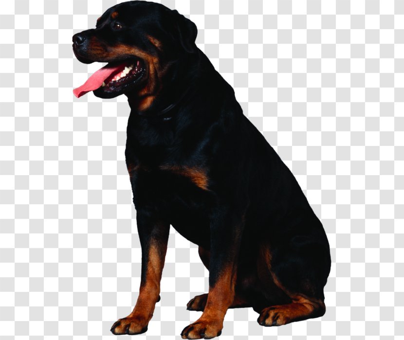 Rottweiler Dogue De Bordeaux Golden Retriever Puppy Dog Breed - Mammal - Dogs Transparent PNG