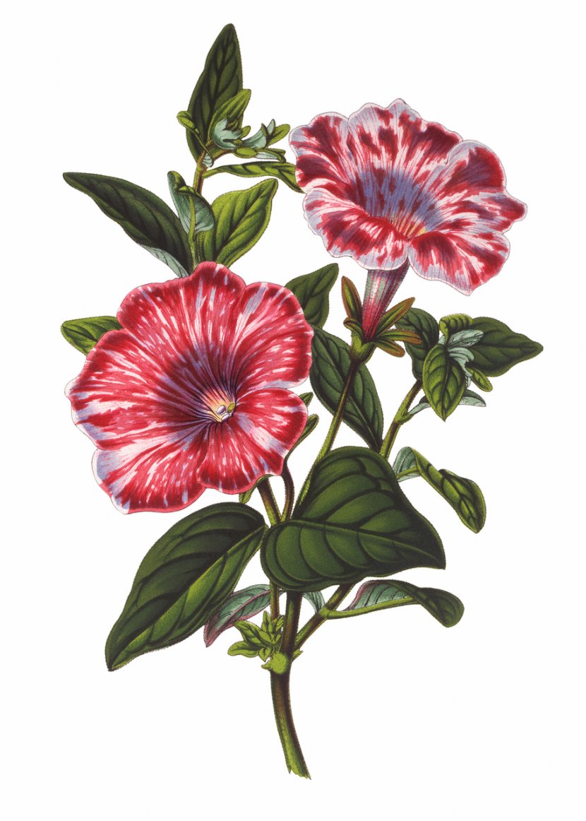 Botanical Illustration Botany Drawing - Decoupage - Jasmine Flowers Transparent PNG