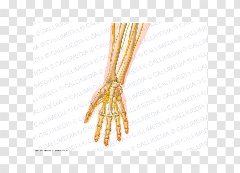Forearm Nerve Peripheral Nervous System - Frame - Arm Transparent PNG