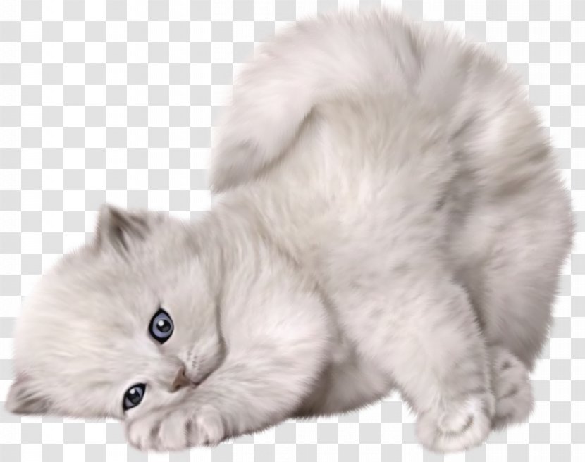 Persian Cat Kitten Puppy Cuteness - Animal - Large Cute Picture Transparent PNG