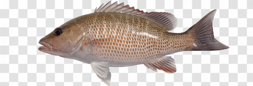 Fishing Cartoon - Red Seabream - Snapper Sole Transparent PNG