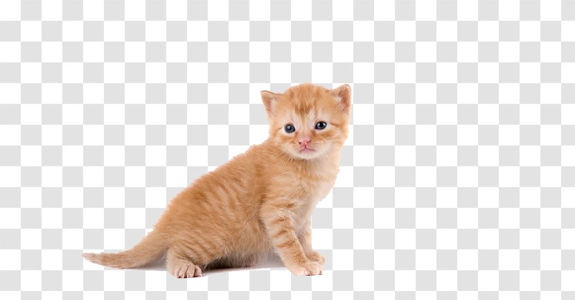 European Shorthair American Wirehair Munchkin Cat Curl Persian - Carnivoran - Meng Pet Kitten Image Transparent PNG