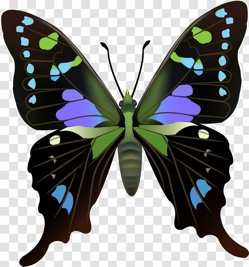 Swallowtail Butterfly Graphium Antiphates Weiskei Kosii - Organism - Insect Transparent PNG