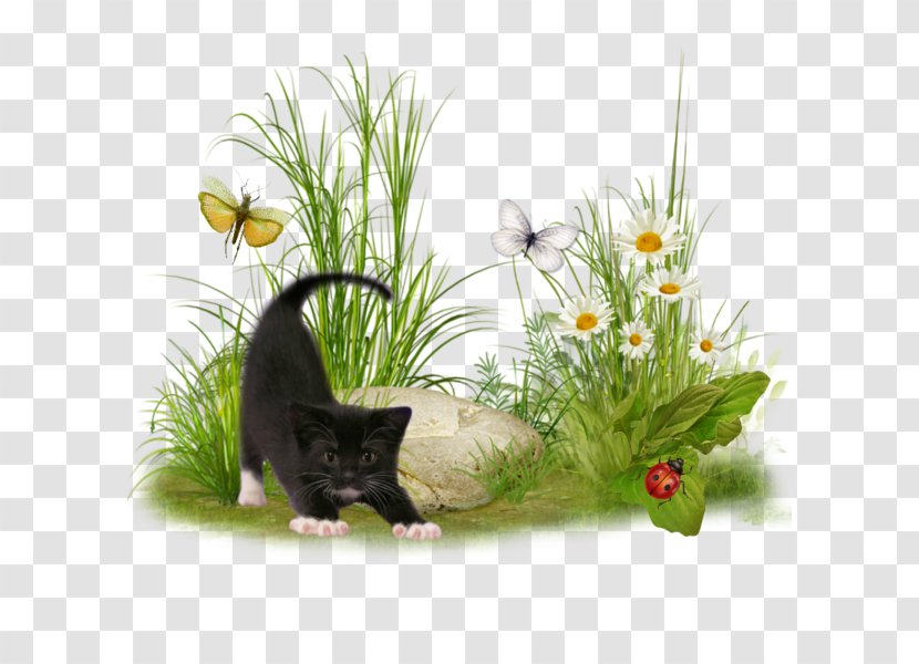 Whiskers Black Cat Kitten Clip Art - Flowerpot Transparent PNG