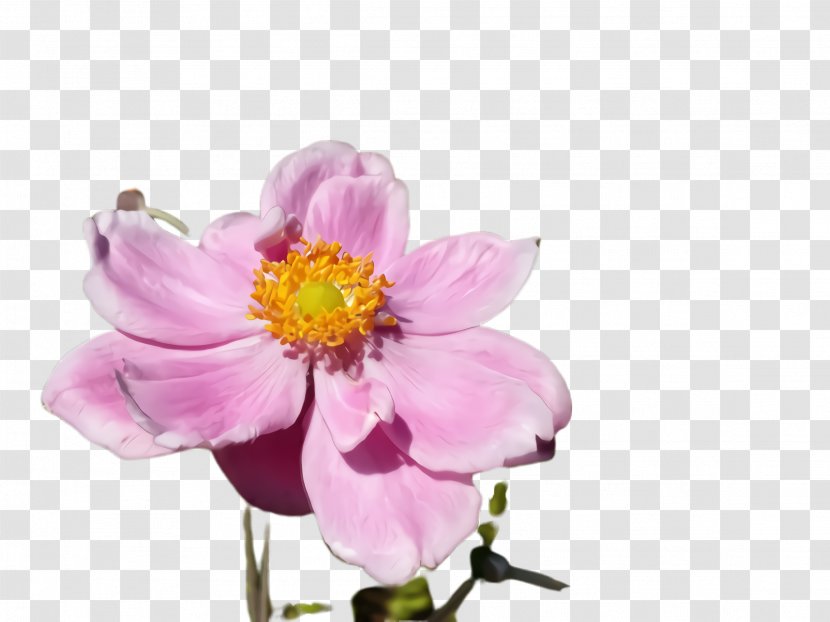 Flower Flowering Plant Petal Pink - Wildflower Japanese Anemone Transparent PNG