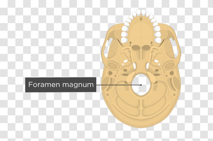 Occipital Bone Temporal Anatomy Human Skeleton - Facial - Skull Transparent PNG