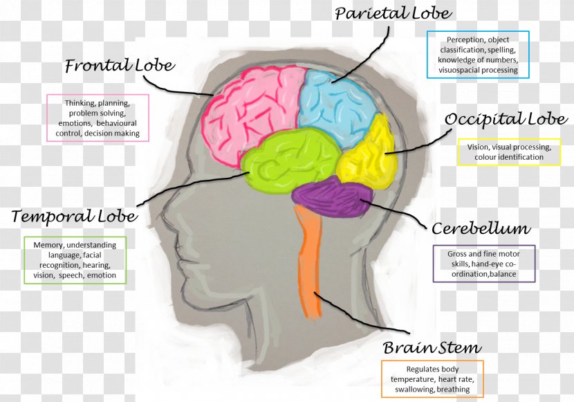 Lobes Of The Brain Human Function Frontal Lobe - Cartoon Transparent PNG