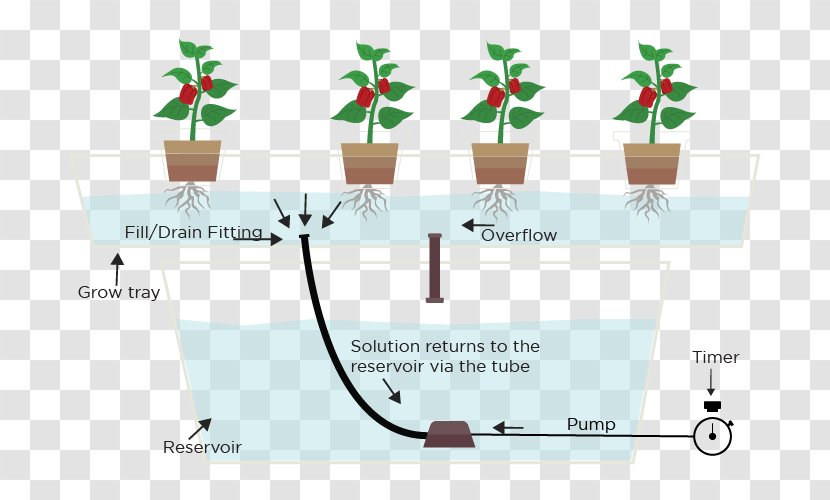 Hydroponic Tomatoes Hydroponics Ebb And Flow Greenhouse Garden - Aquaponics Transparent PNG