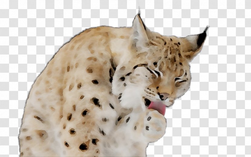 Whiskers Cat Cheetah Leopard Ocelot - Lynx - Lynxes Transparent PNG