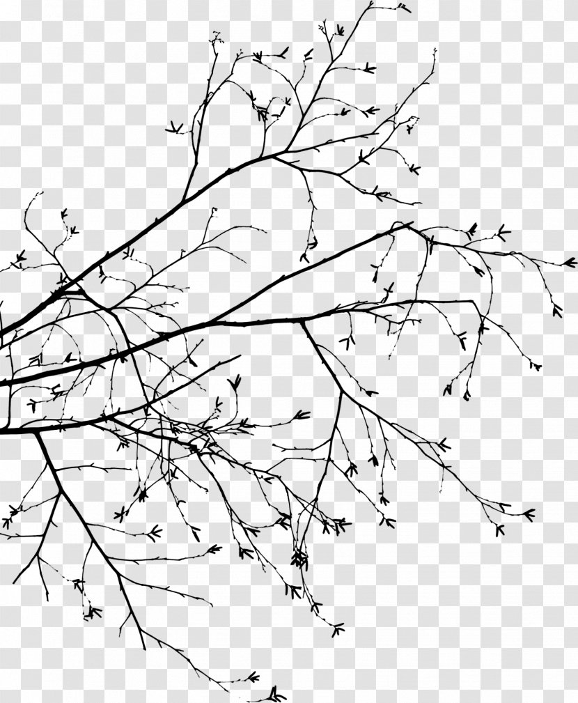 Branch Tree Leaf Drawing - Area - Foliage Transparent PNG