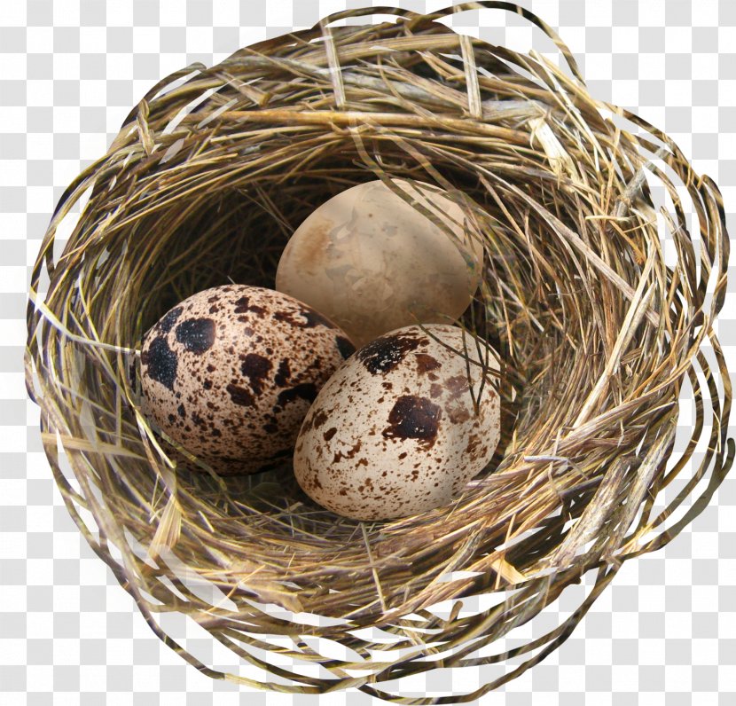 Chicken Easter Egg Nest - Eggs Transparent PNG
