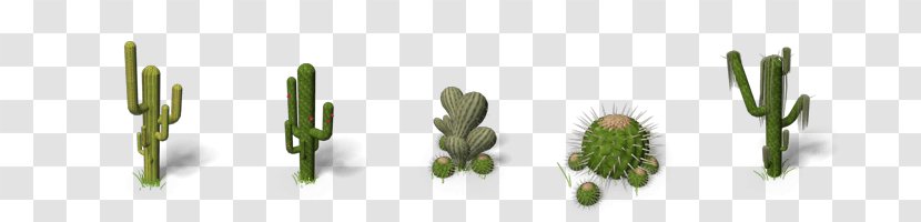 Cactaceae Saguaro Clip Art - Grass Family - Thumbnail Transparent PNG