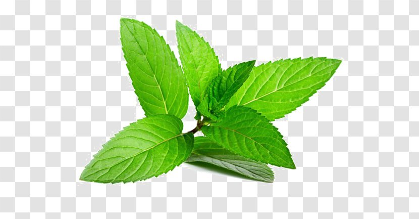 Peppermint Herb Mentha Spicata Leaf - Mint Transparent PNG