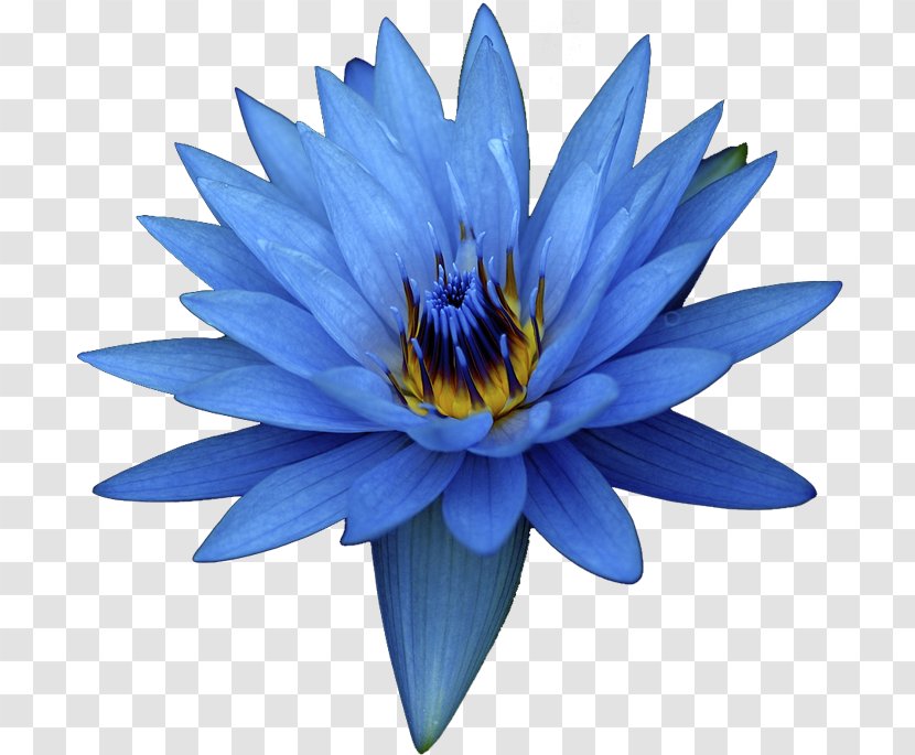 Egyptian Lotus Nelumbo Nucifera Flower Oil Extract - Blue Transparent PNG