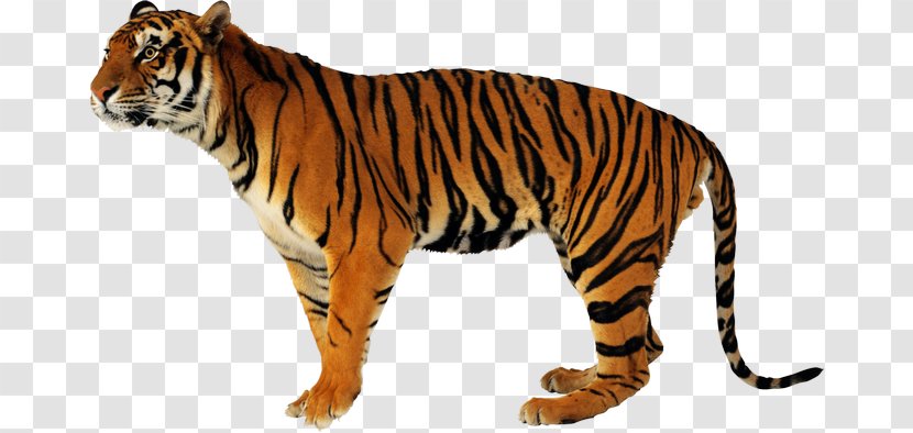 Lion Clip Art Jaguar Cat - Panthera Transparent PNG