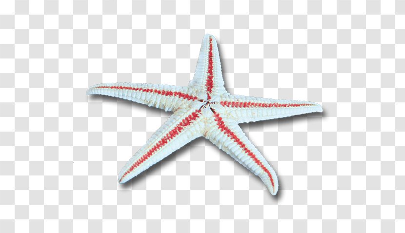 Beach Starfish Drawing - Marine Invertebrates - Cartoon Transparent PNG