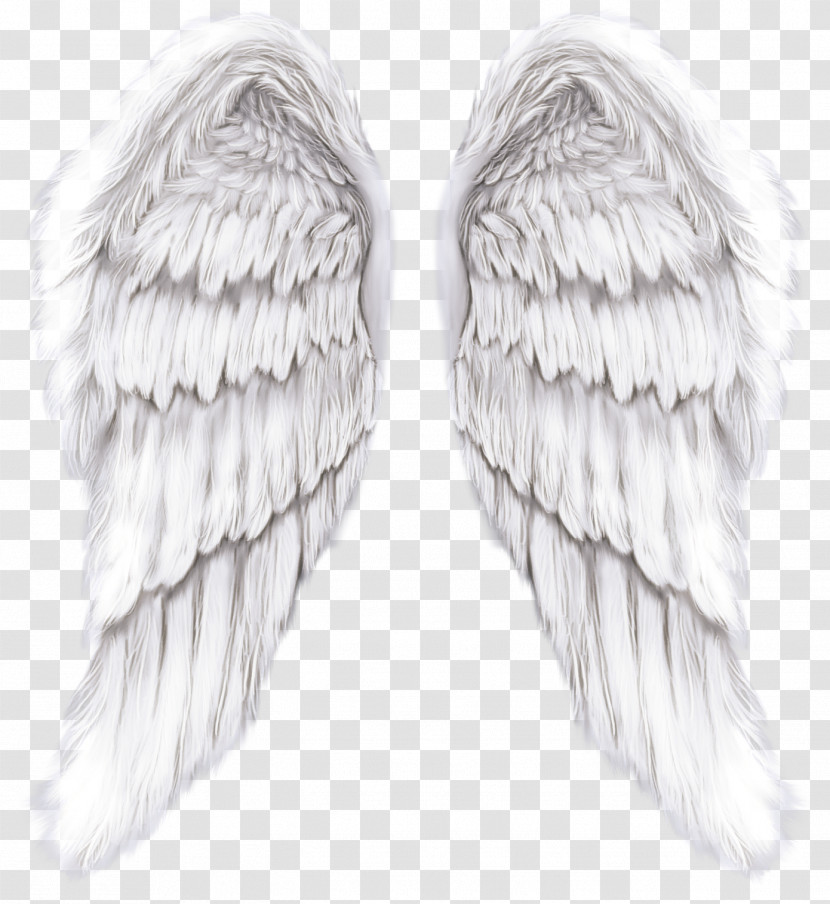 Feather Transparent PNG