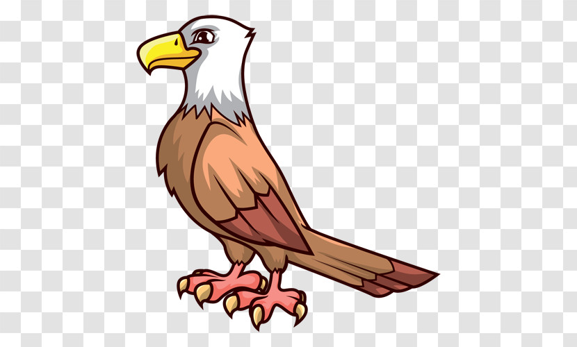 Bird Beak Eagle Bald Eagle Bird Of Prey Transparent PNG