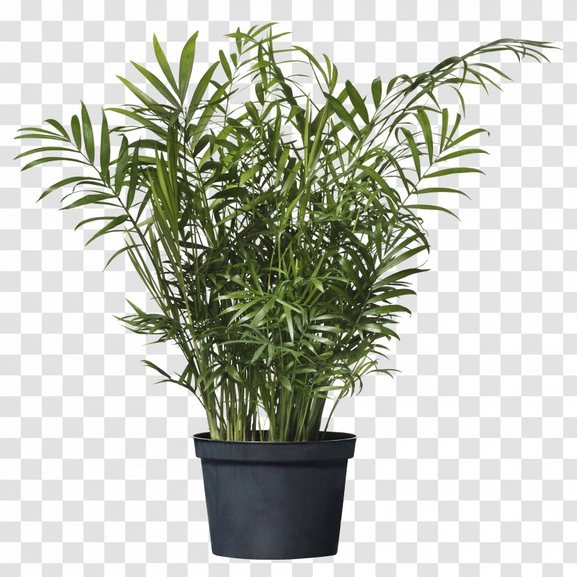 Chamaedorea Elegans Howea Forsteriana Houseplant IKEA Arecaceae - Potted Plant Transparent PNG