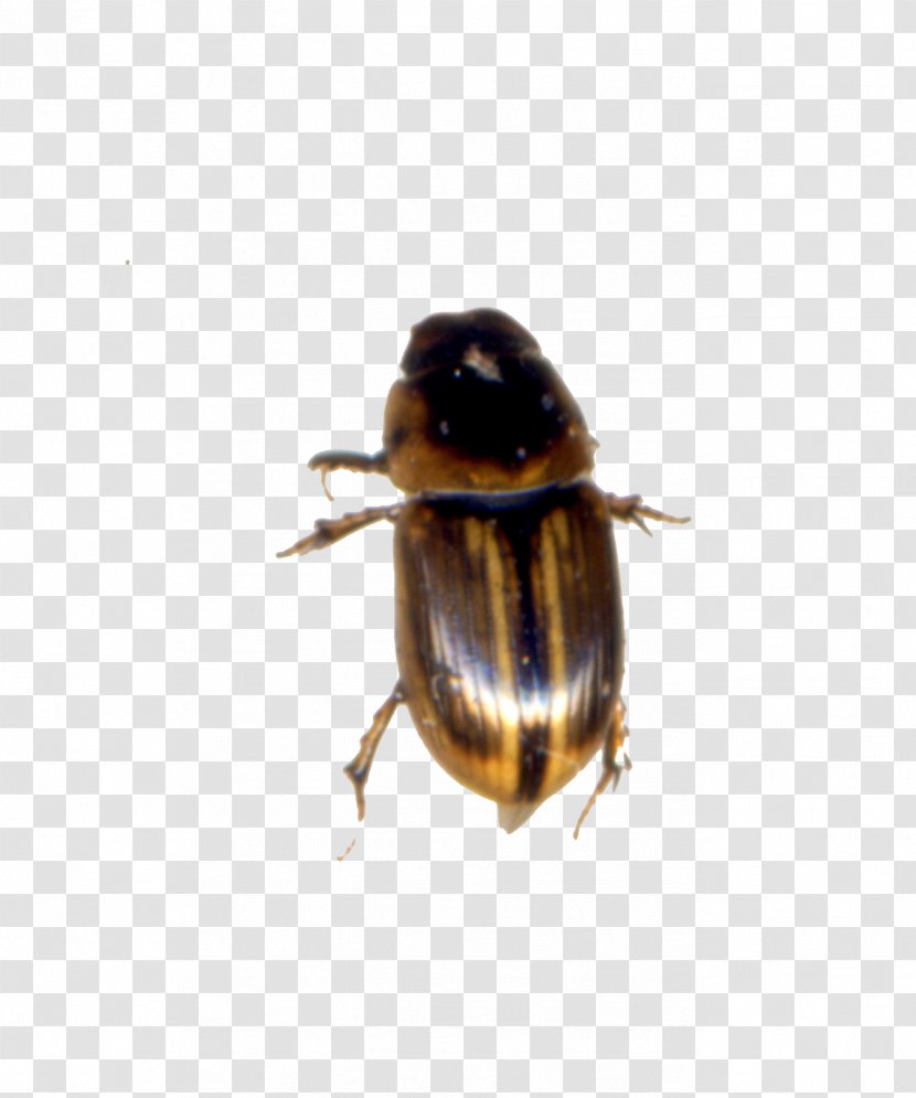 Bumblebee Dung Beetle Weevil - Arthropod - Bee Transparent PNG