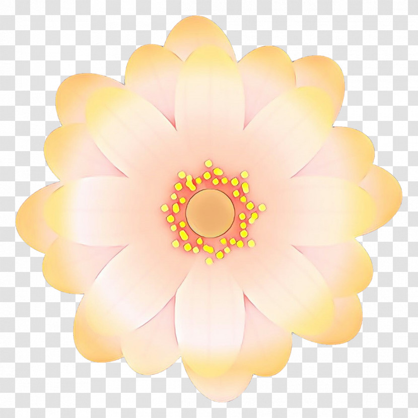 Petal Yellow Pink Flower Plant Transparent PNG