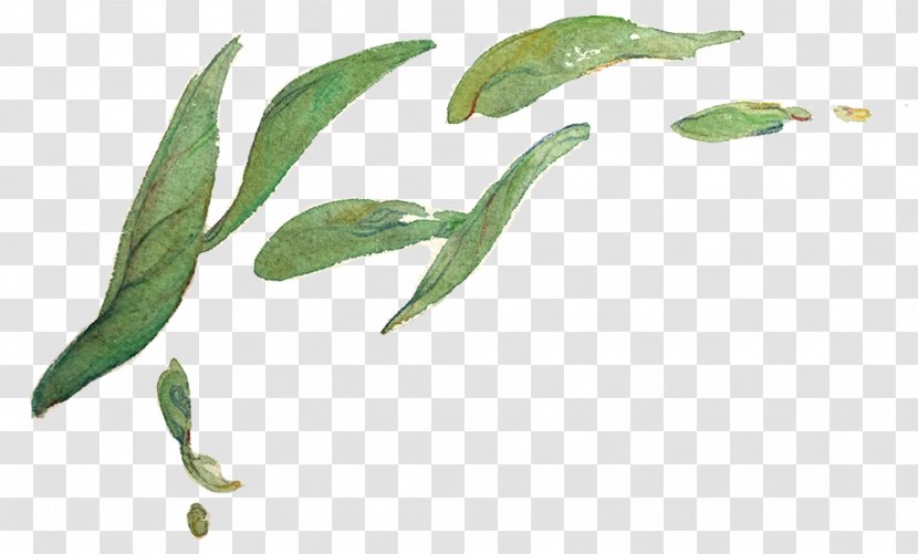 Green Tea Clip Art Bubble Plant - White - Leaves Transparent PNG