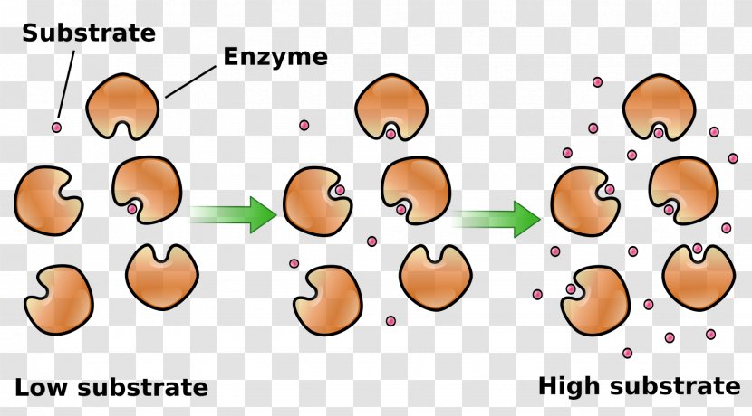 Enzyme Substrate Concentration Kinetics Transparent PNG
