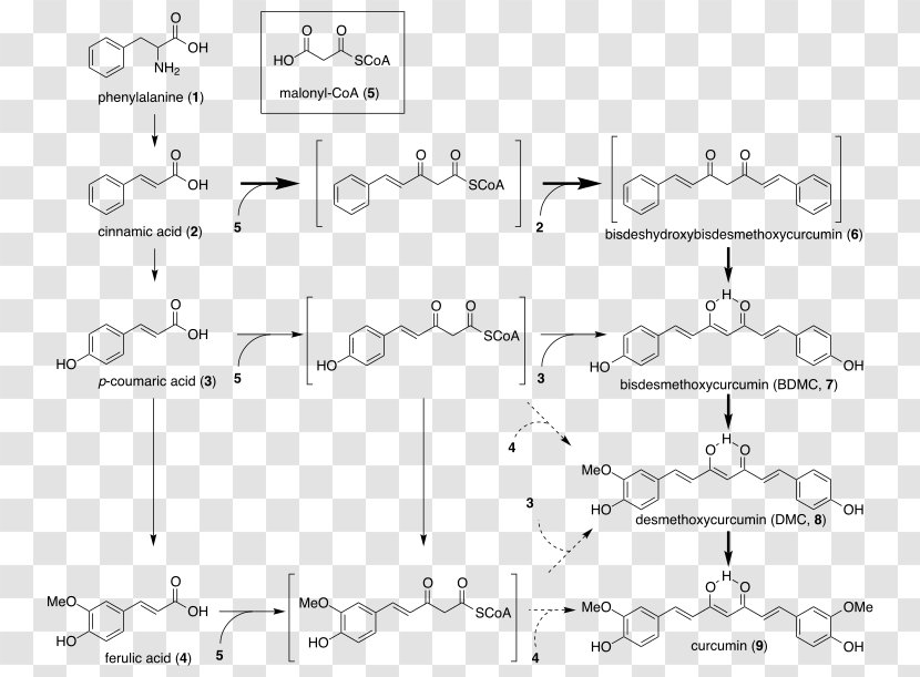 Turmeric Curcuminoid Biosynthesis Caryophyllene - Cumin Transparent PNG