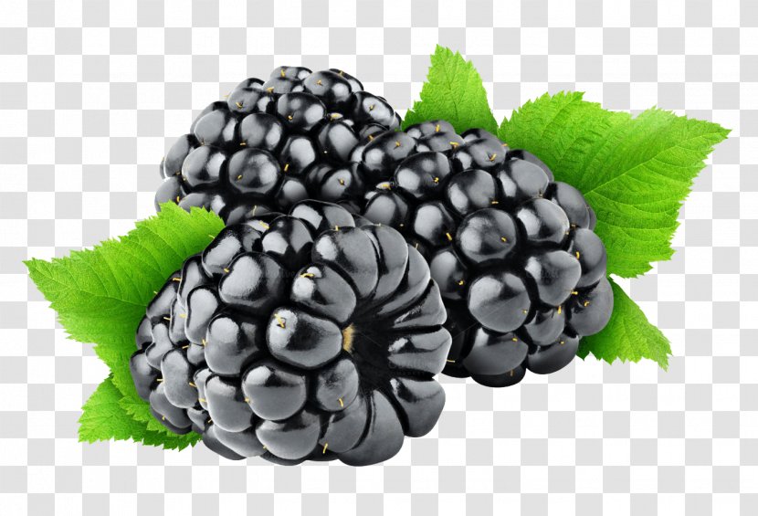 Blackberry Fruit Clip Art - Berry Transparent PNG