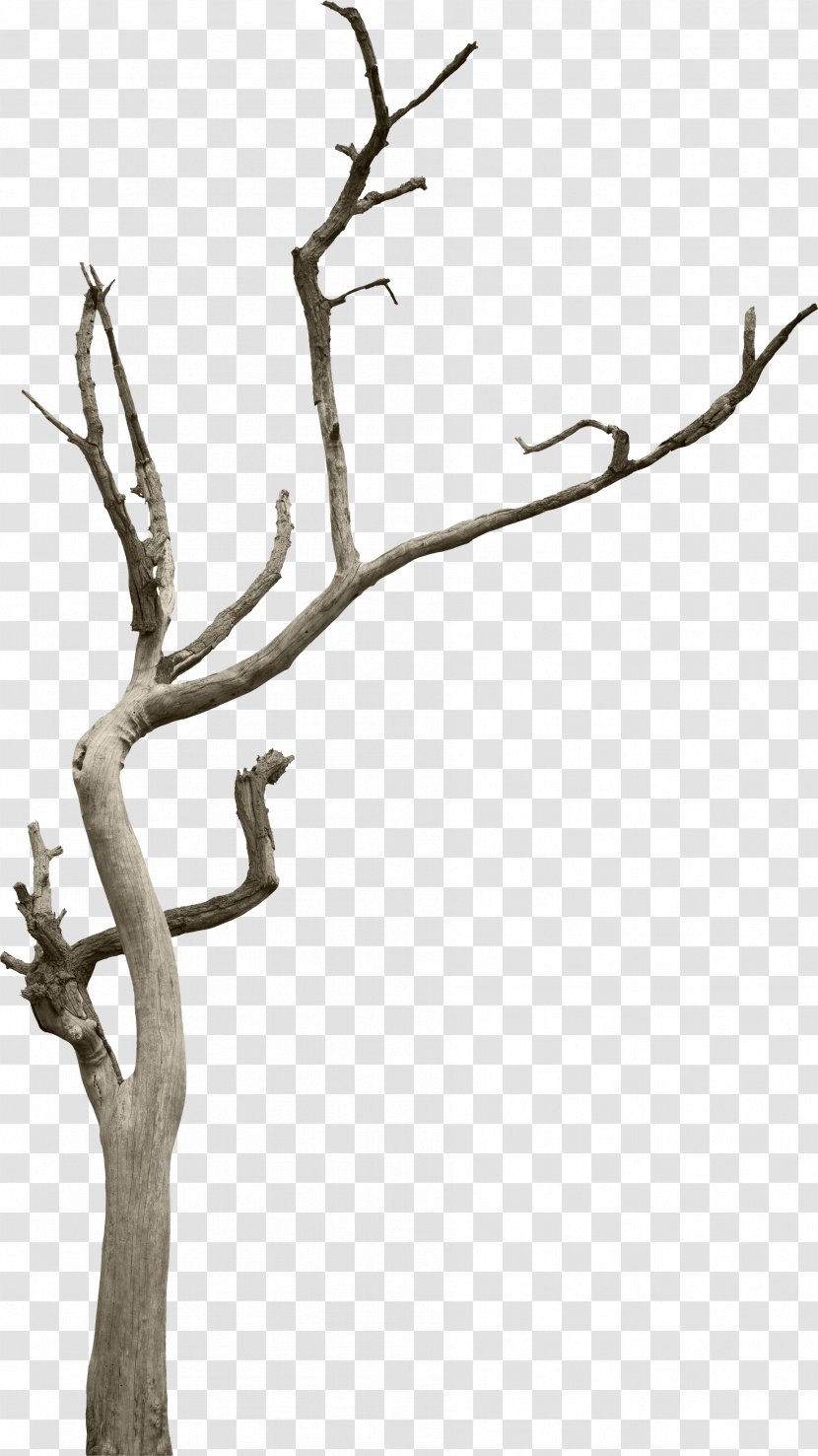 Tree Branch Woody Plant Snag - Trunk Transparent PNG