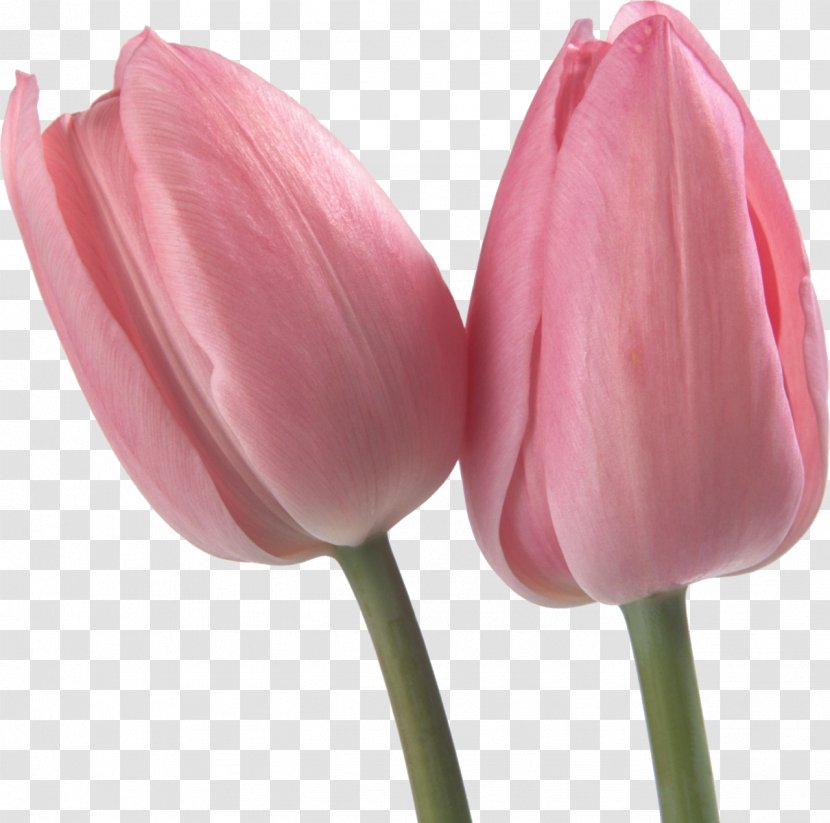 Flower Petal Lilium Paper - Lily Family - Tulip Transparent PNG