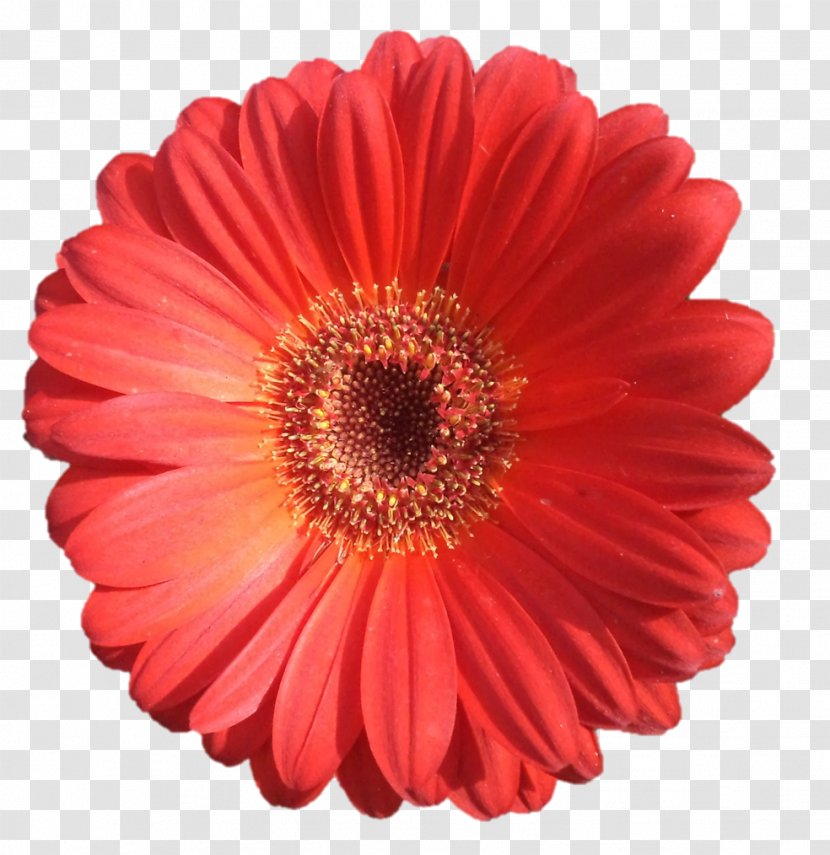 Transvaal Daisy Cut Flowers Business Darśana Sarada Uchiha - Annual Plant - Paramahamsa Transparent PNG