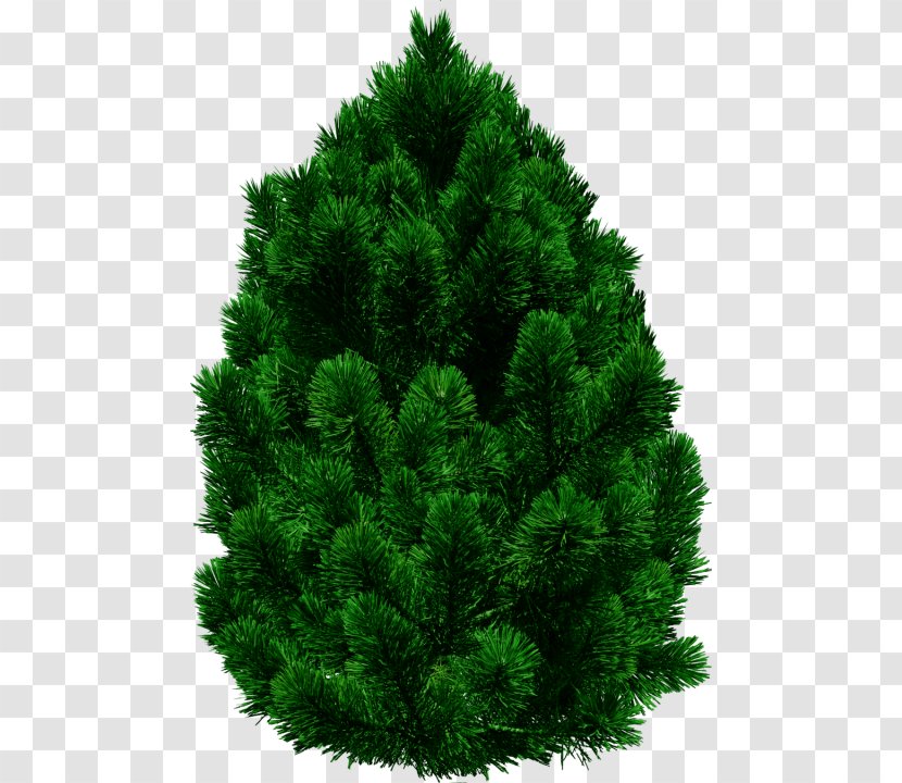 Stone Pine Clip Art Fir Tree Transparent PNG