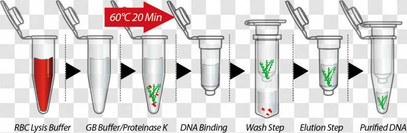 DNA Extraction Cell Plasmid - Logo - Dental Transparent PNG