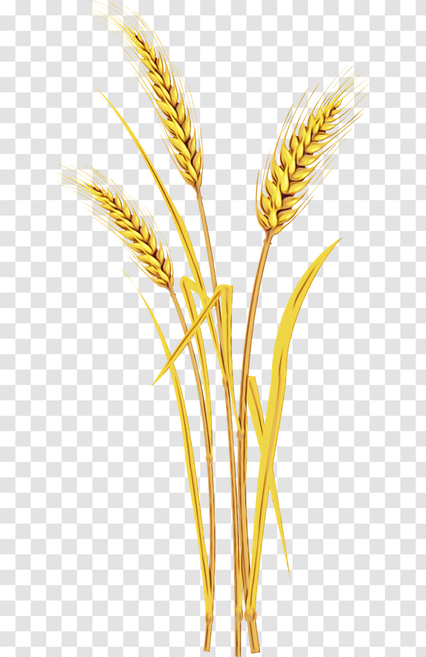 Wheat Transparent PNG