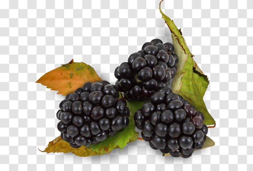 BlackBerry Auglis Rubus Ulmifolius - Blackberry - Purple Mulberry Transparent PNG