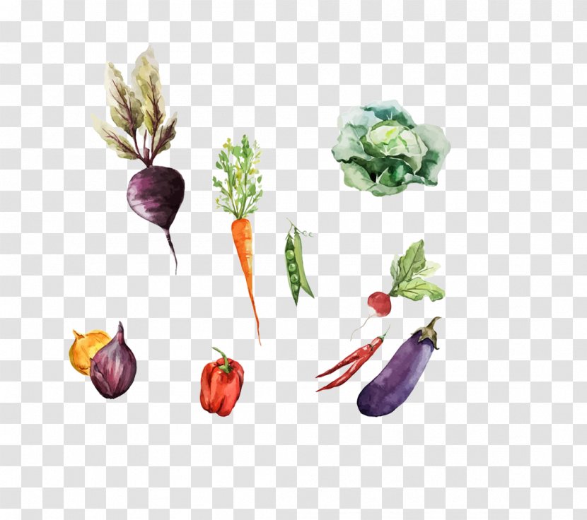 Root Vegetables Watercolor Painting Drawing Illustration - Tableware - A Variety Of Transparent PNG