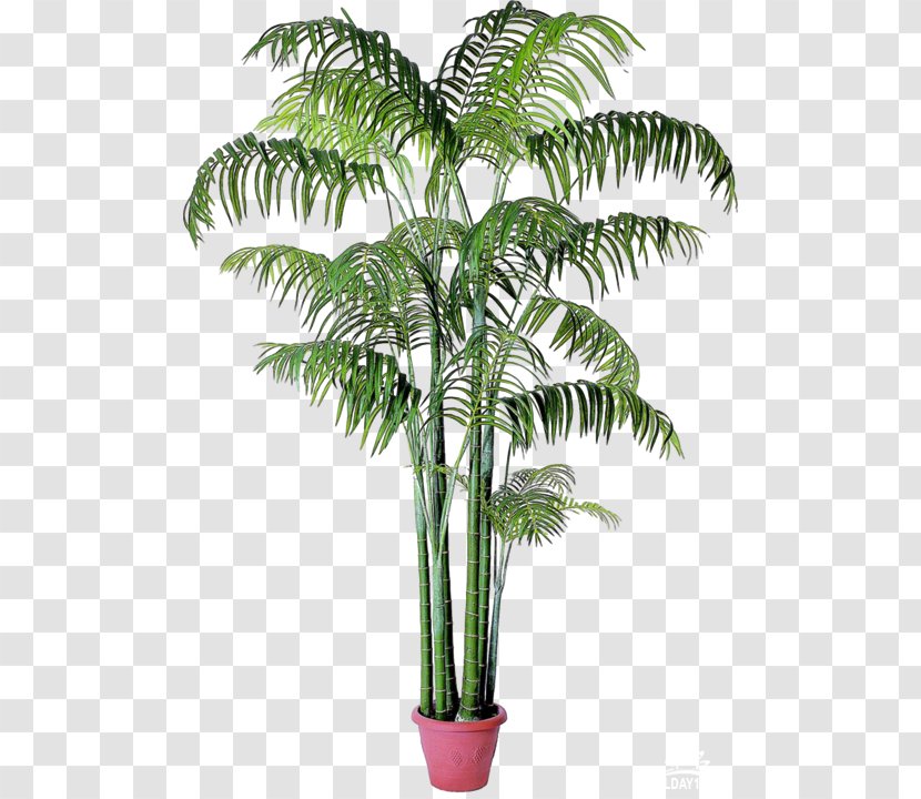 Babassu Houseplant Arecaceae Date Palms Chamaedorea - Flowerpot - Tree Transparent PNG