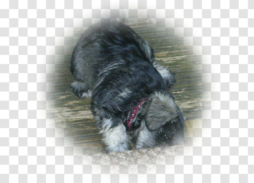 Miniature Schnauzer Schnoodle Affenpinscher Havanese Dog Lhasa Apso - Puppy Transparent PNG