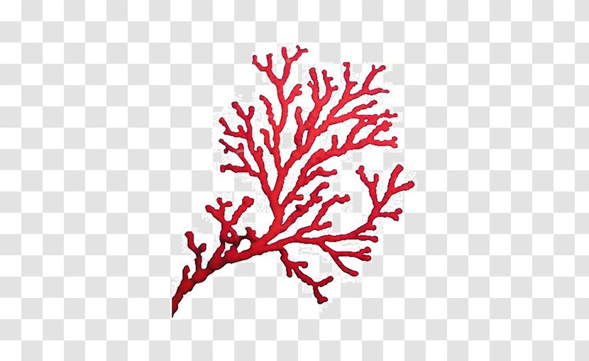 Coral Sea Benthic Zone Drawing Alcyonacea Transparent PNG