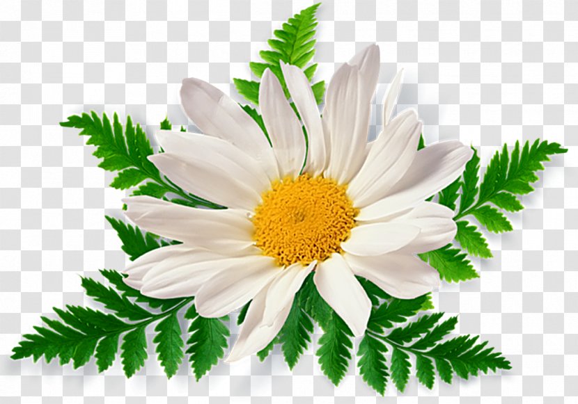 Chamomile Clip Art - Marguerite Daisy - Camomile Transparent PNG