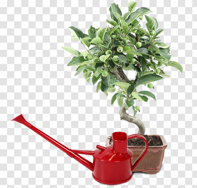 Flowerpot Houseplant Tree Herb - Bonsai Transparent PNG