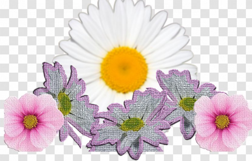 Cut Flowers Transvaal Daisy Internet Floral Design - Flower Transparent PNG