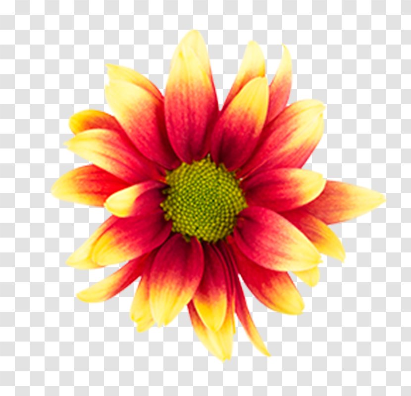 Chrysanthemum Flower Gaillardia Pulchella Petal Transparent PNG