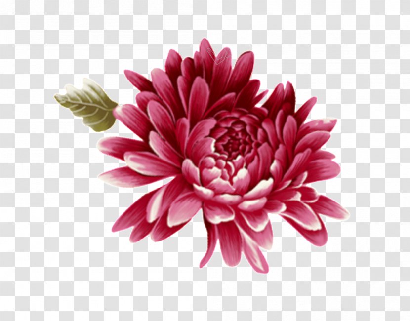 Flower Petal Pink Plant Dahlia - Daisy Family Gerbera Transparent PNG