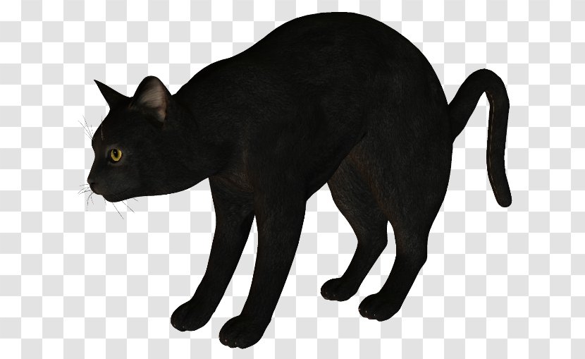 Black Cat Korat Havana Brown Manx - Panther - Silhouette Transparent PNG
